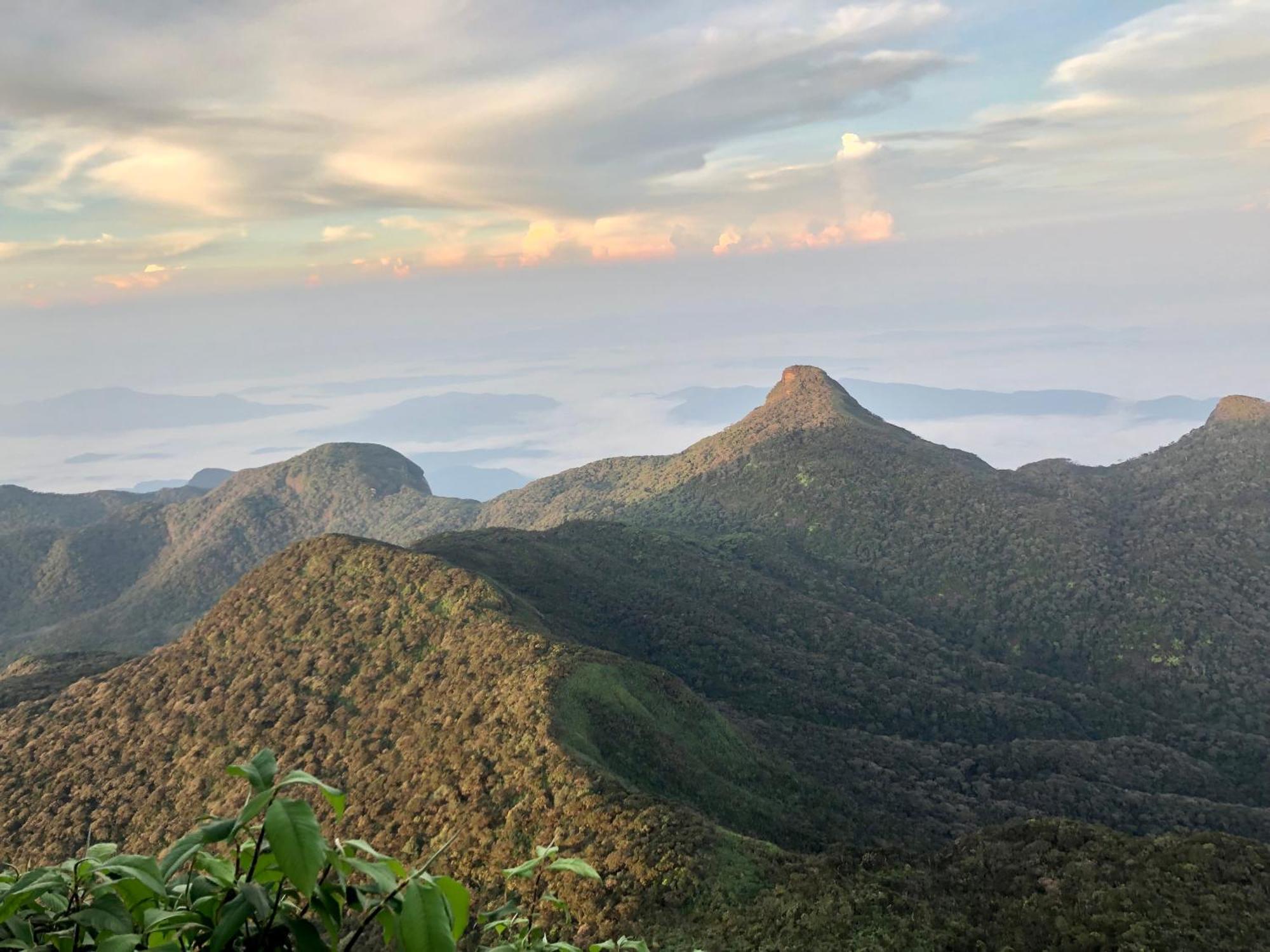Hotel Mango Tree Nearest Adam'S Peak Nallathanniya Εξωτερικό φωτογραφία